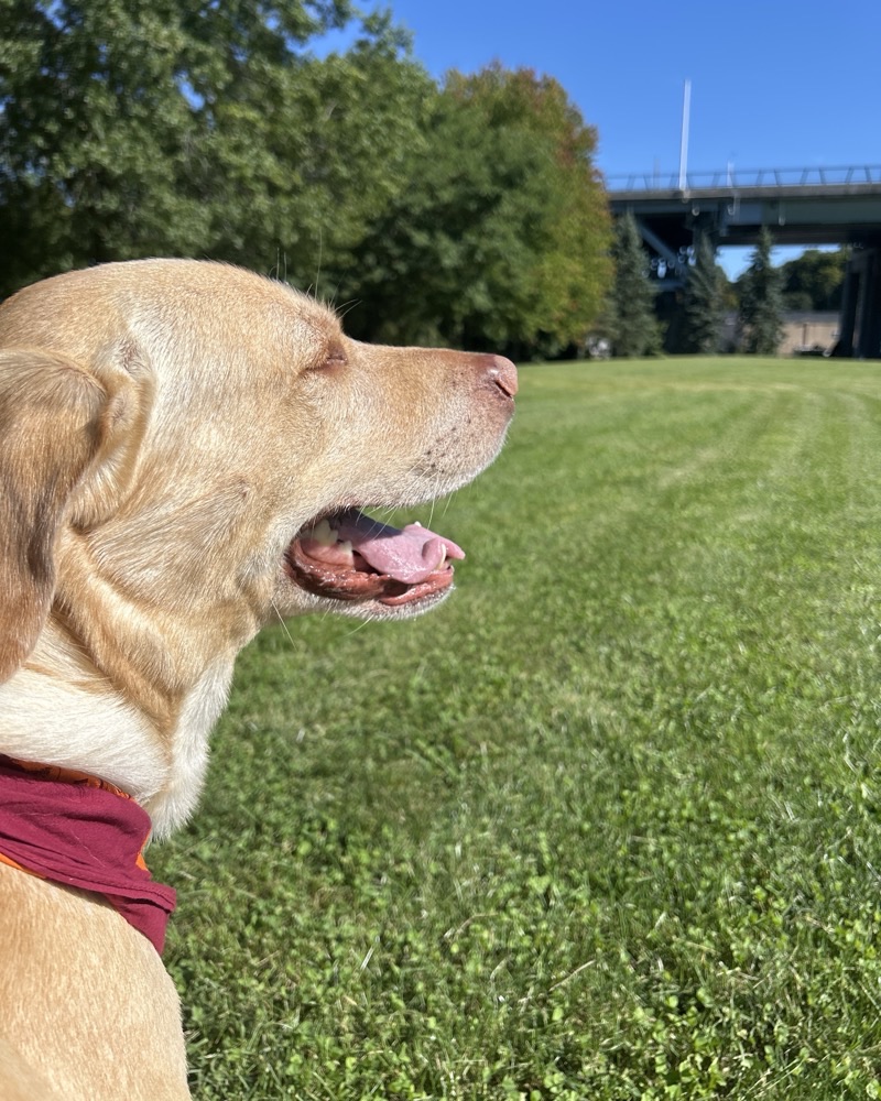 Portrait of Chi Ambarkutuk, the family dog